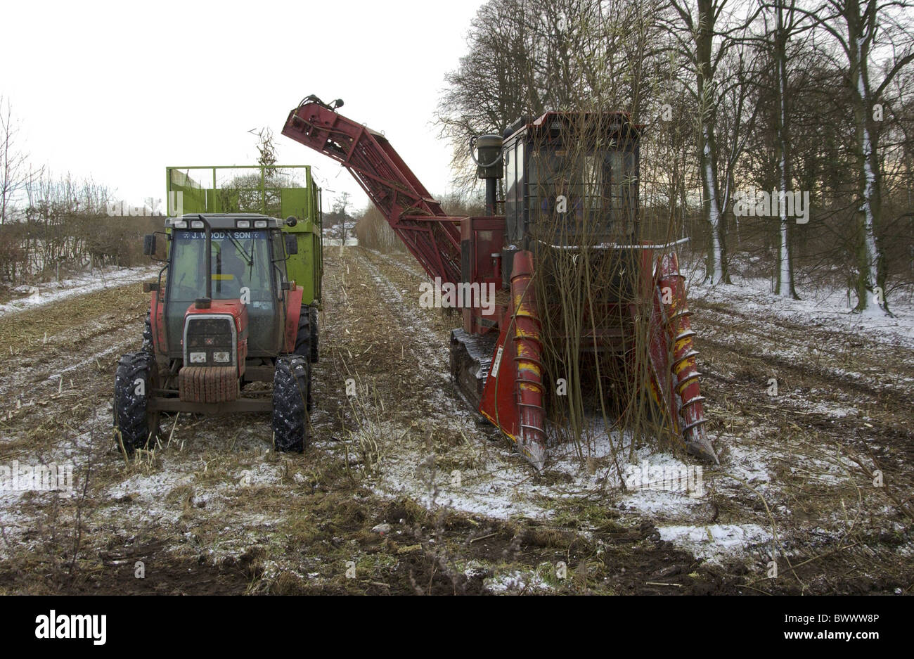 willow short rotation coppice willow short rotation coppice