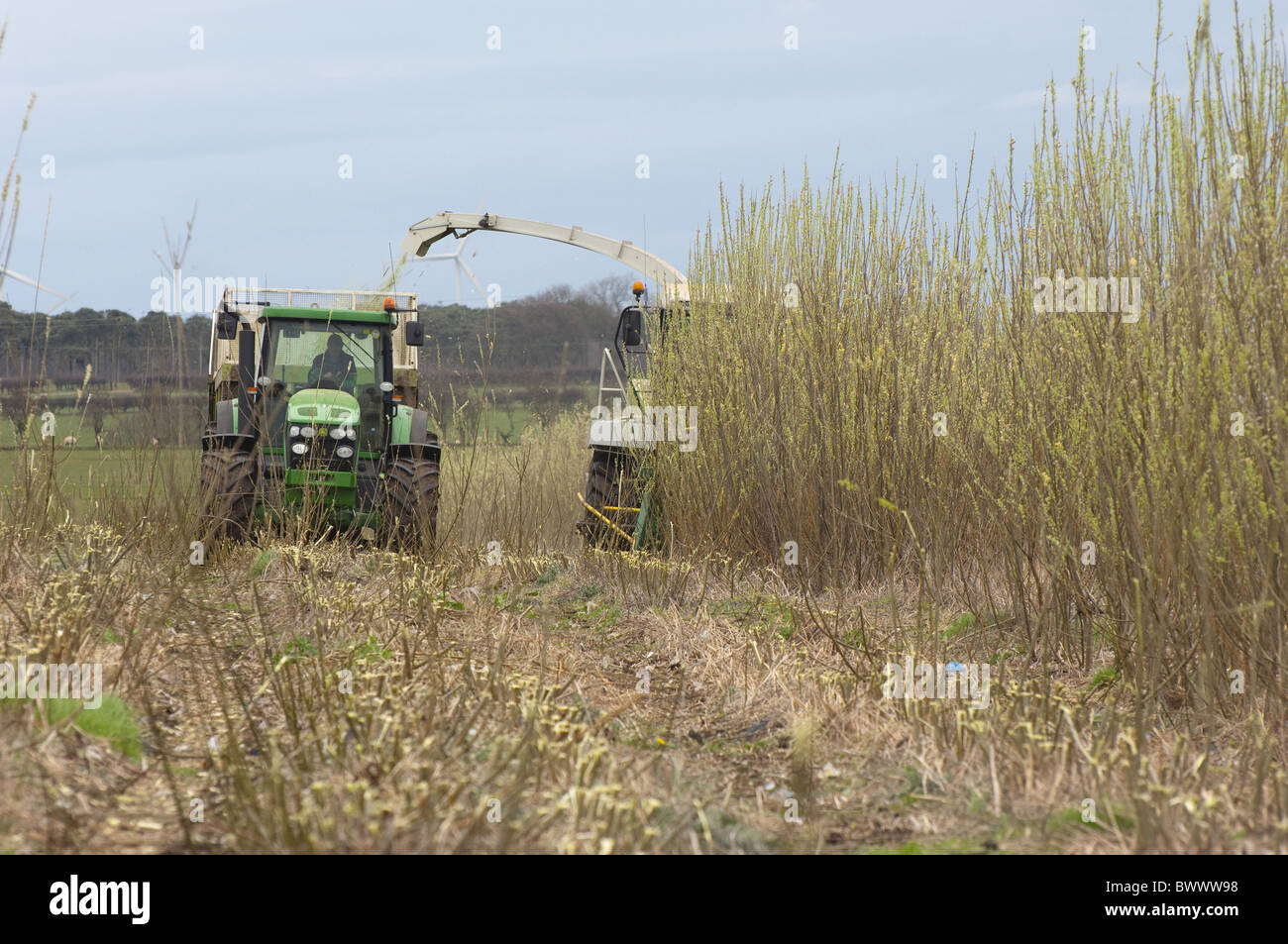 Willow harvesting biofuel energy power farm farms farming agriculture