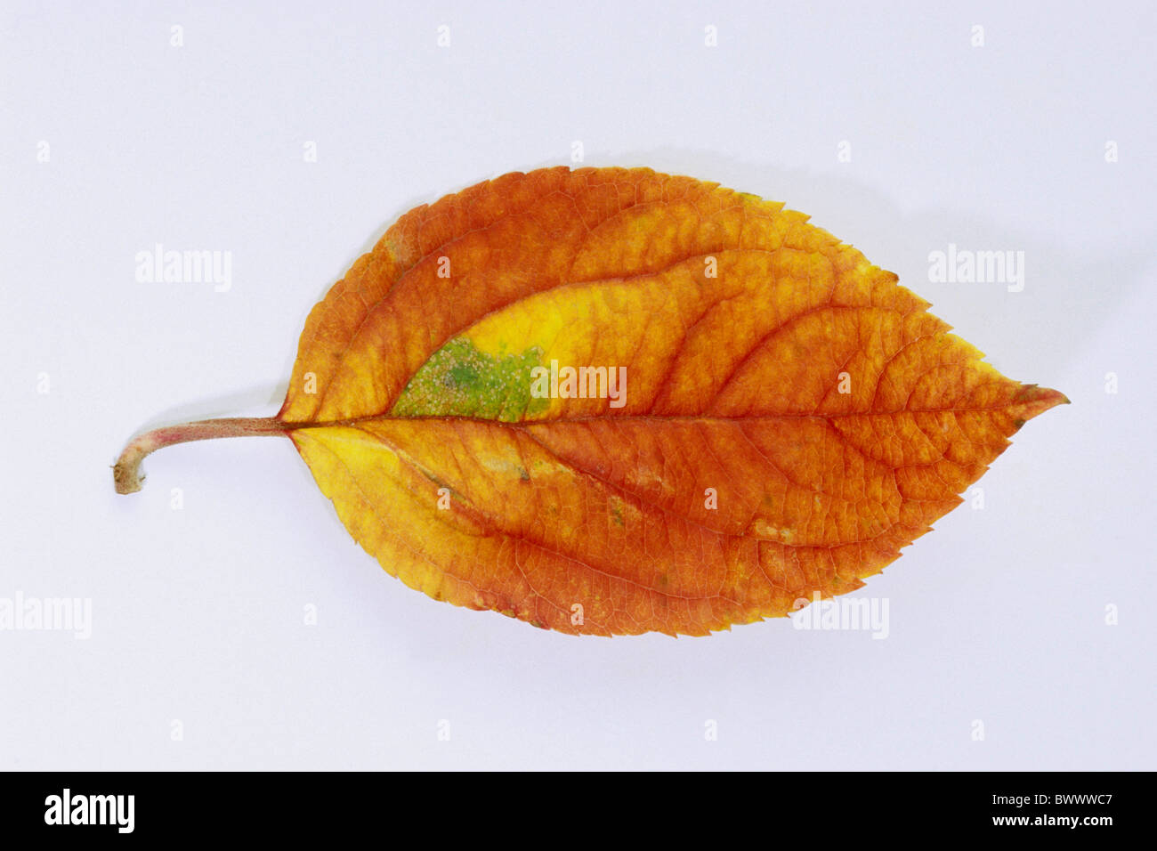 Domestic Apple (Malus domestica), autumn leaf, studio picture. Stock Photo