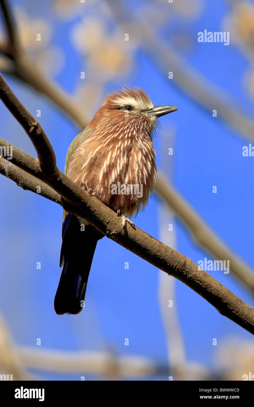Rufous-crowned Roller (Coracias naevia) adult, perched on branch Stock Photo