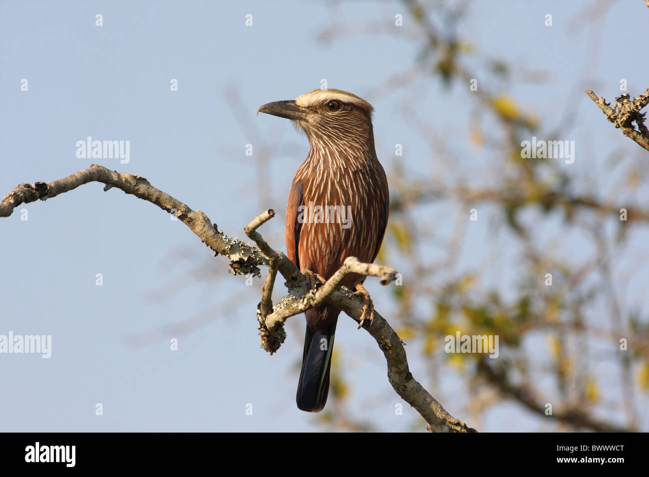 Rufous-crowned Roller (Coracias naevia) adult, perched on branch, Mkhaya Game Reserve, Swaziland Stock Photo