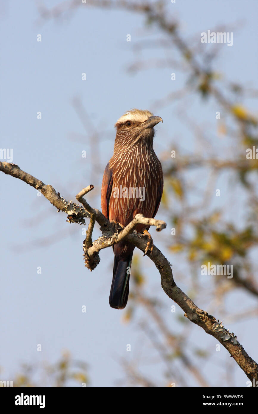 Rufous-crowned Roller (Coracias naevia) adult, perched on branch, Mkhaya Game Reserve, Swaziland Stock Photo