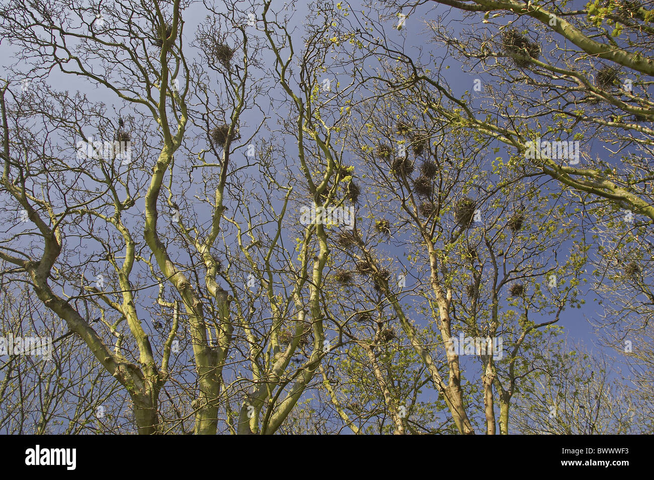 Nests in sycamore acer pseudoplatanus trees hires stock photography