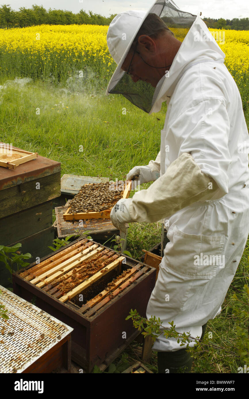 Professional beekeeping, beekeeper examining Western Honey Bee (Apis mellifera) hives for queen cells, at edge of flowering Stock Photo