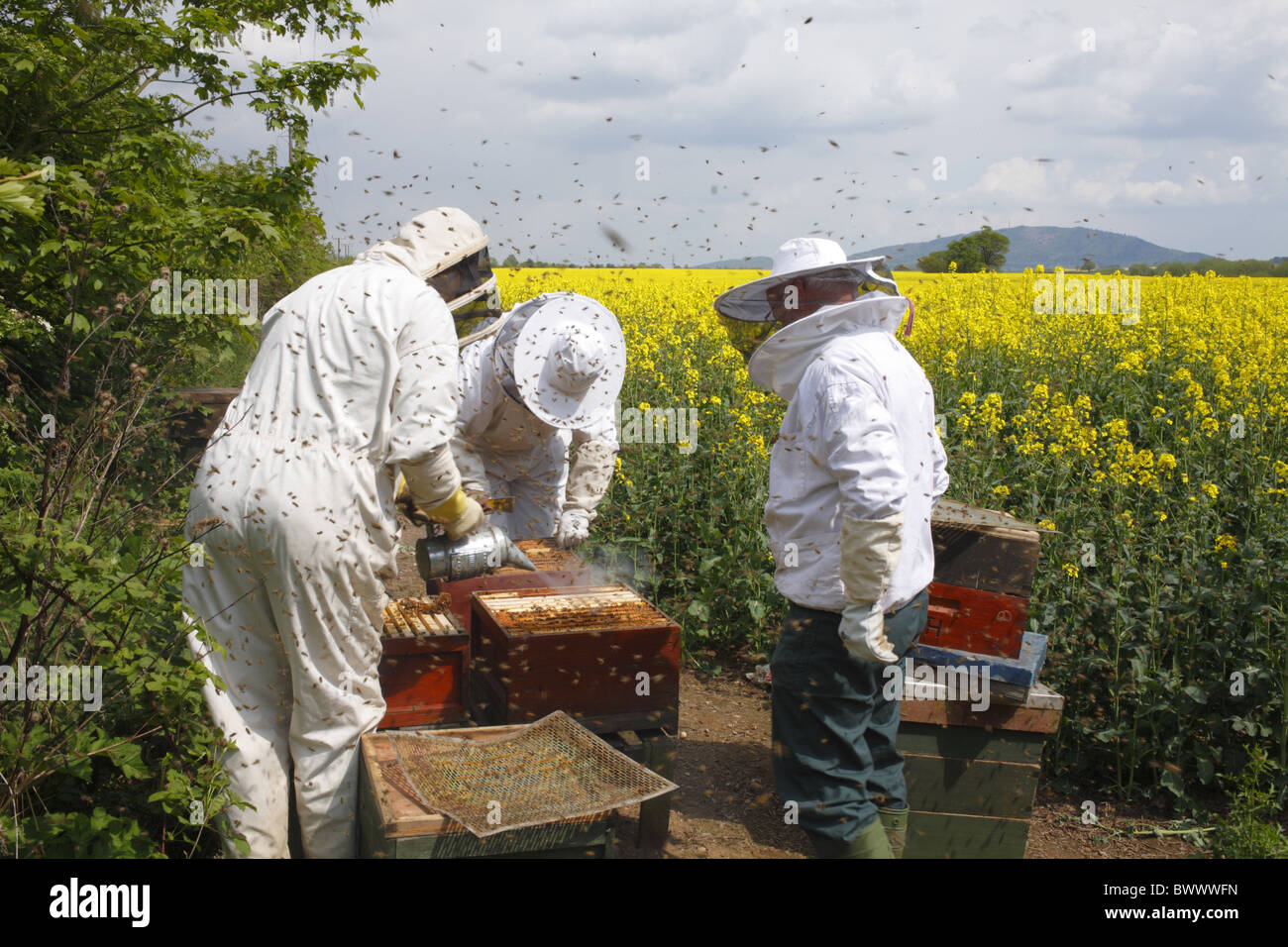 Professional beekeeping, beekeepers examining Western Honey Bee (Apis mellifera) hives for queen cells and adding new supers Stock Photo
