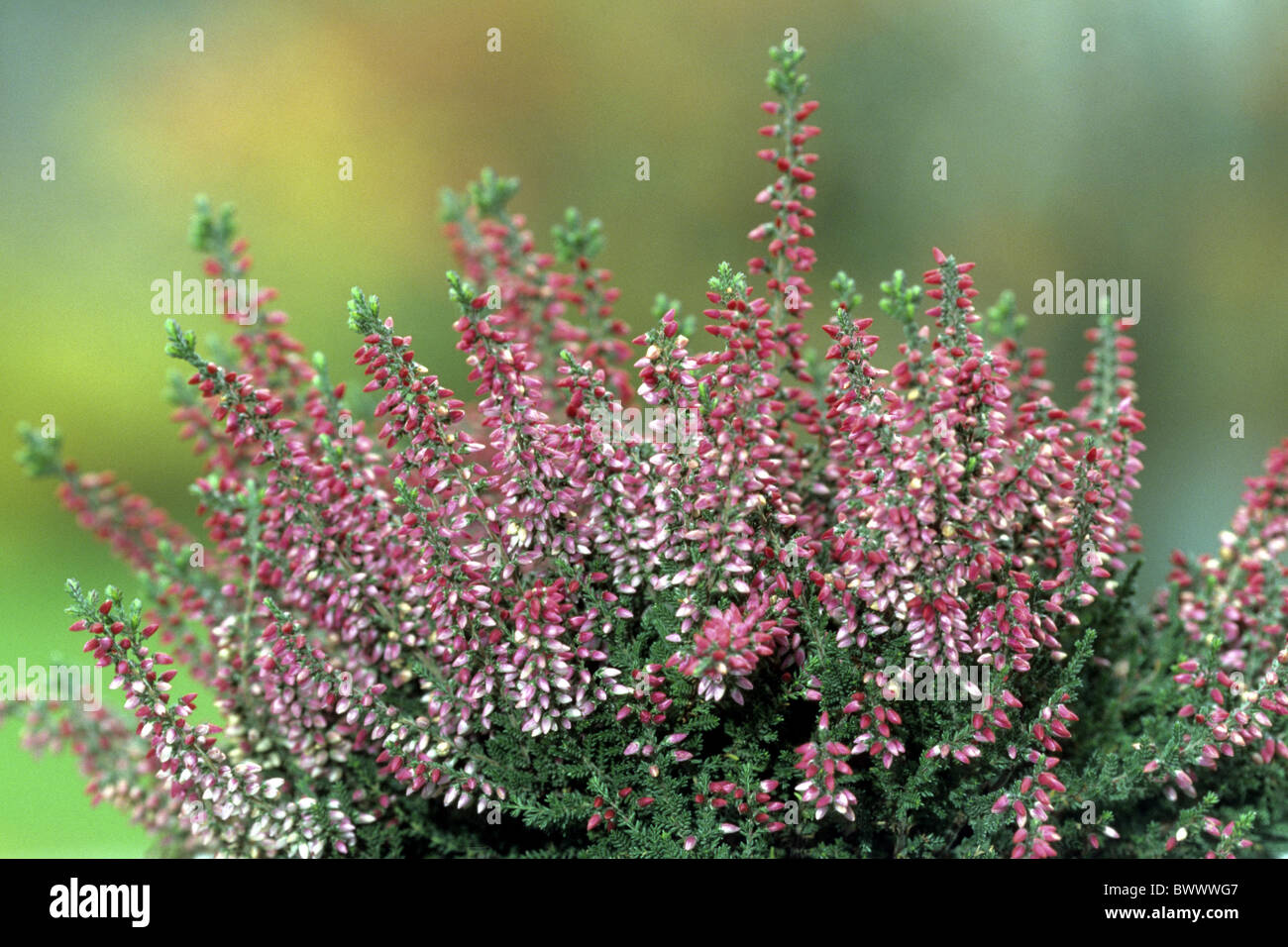 Scots Heather, Ling (Calluna vulgaris), variety: Aphrodite, flowering. Stock Photo