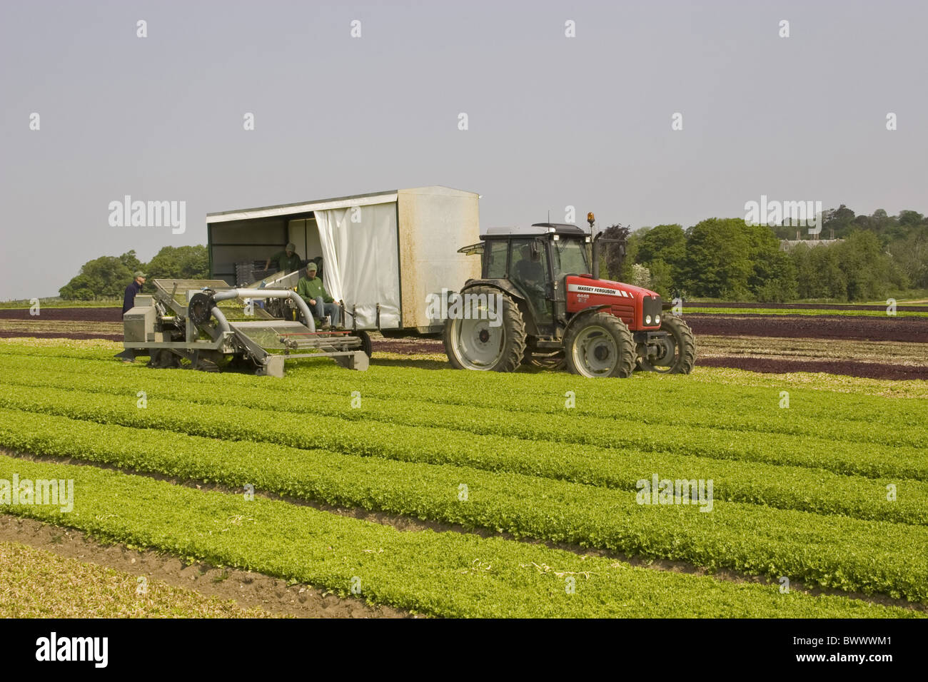 Agriculture Agricultures Agricultural Harvester Harvesting Cutter Cutters People Person Worker Workers Working Landcrop Stock Photo