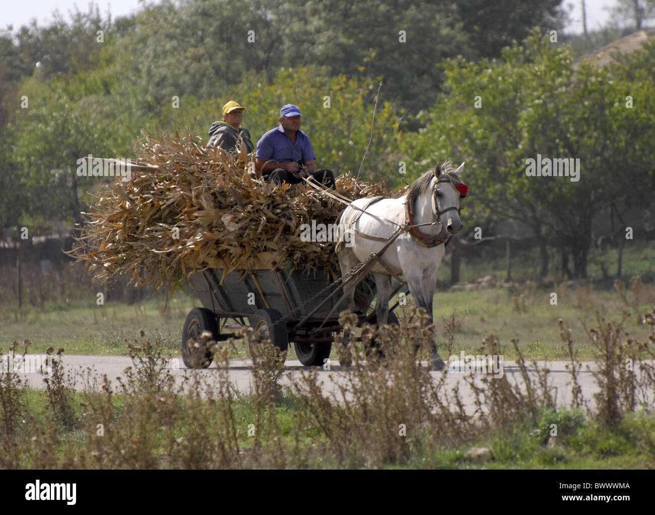 Maize horse cart Dropla Bulgaria. farm farms farming crop crops corn