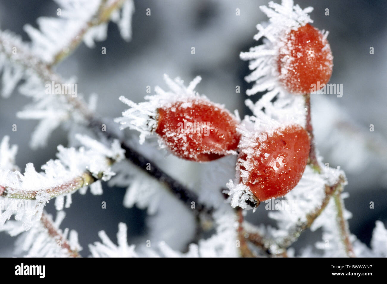 Rose (Rosa sp.), rose hips in hoar frost. Stock Photo