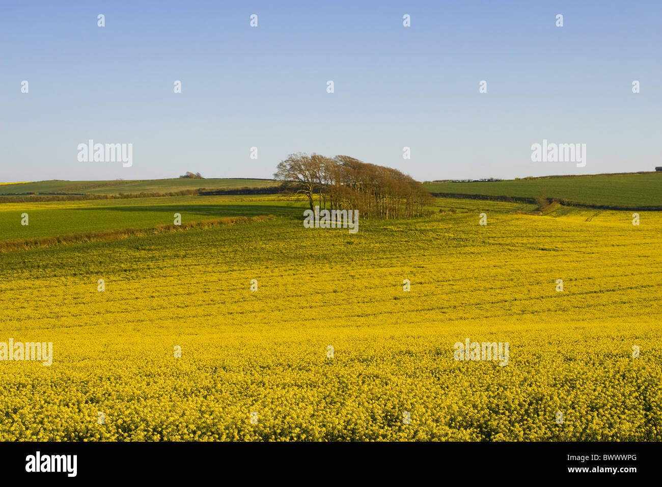 Agriculture Agricultural Agricultures April Bloom Blooms Brassica Canola Crop Crops Cruciferae Cultivate Cultivates Dorset Stock Photo