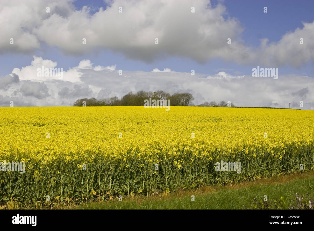 Agriculture Agricultural Agricultures Oilseed rape Oil seed Oilseed Oilseeds Brassicae Brassica napus Bright Canola Field Stock Photo