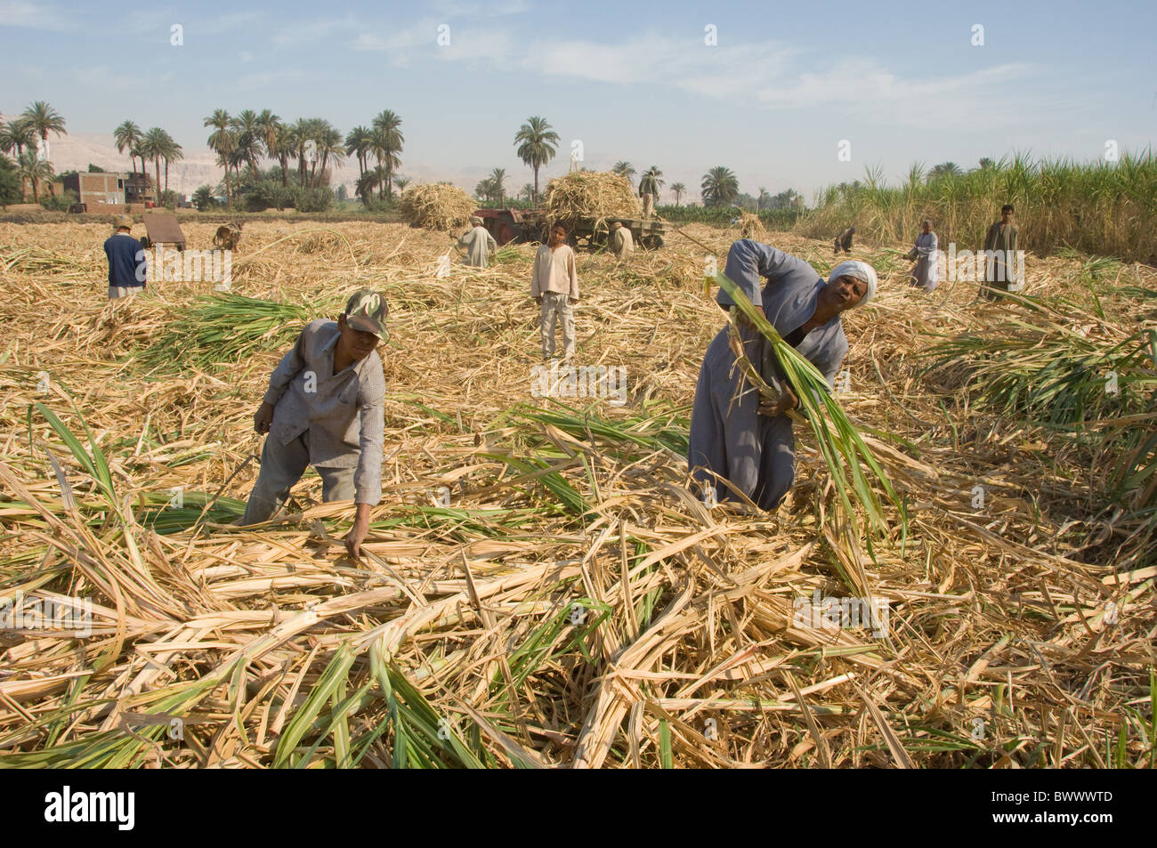 Sugarcane (Saccharum officinarum) harvesting by hand, stems are
