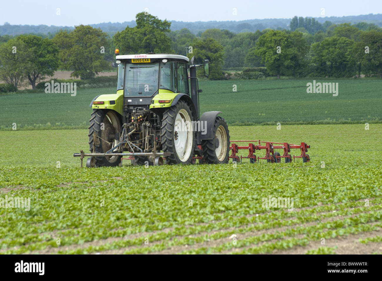 Norfolk hoeing tractor weeding farm farms farming crop crops sugar