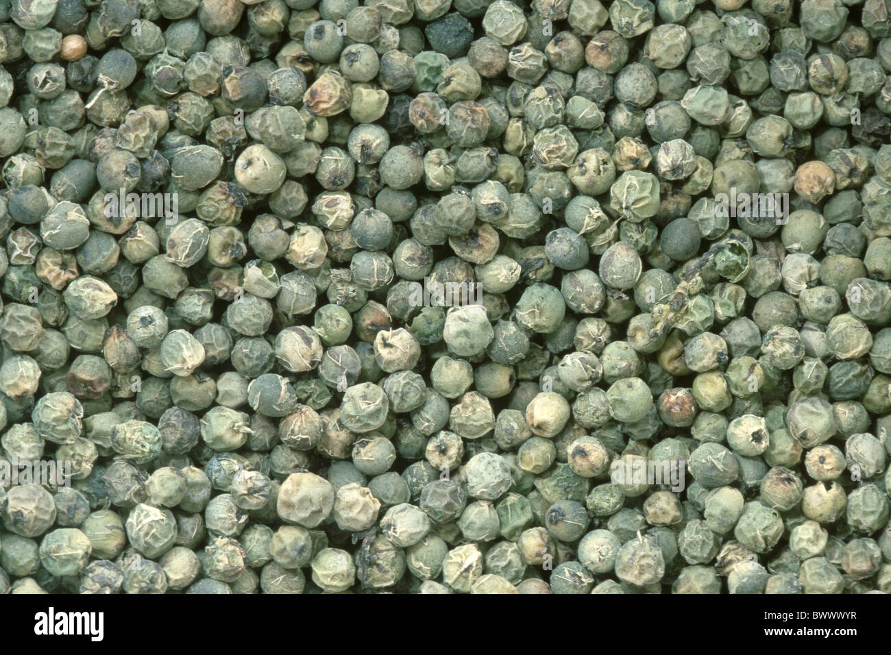 Black Pepper, Green Pepper (Piper nigrum). Green peppercorns seen from above. Stock Photo