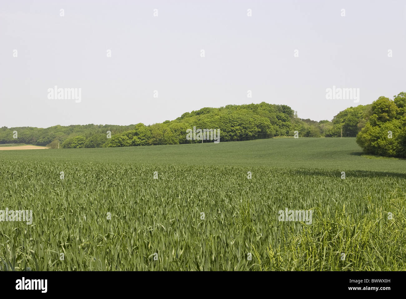 Agriculture Agricultural Agricultures Aestivum Cereals Cereal Landcrop Landcrops Crop Cropping Crops Cultivate Cultivates Stock Photo