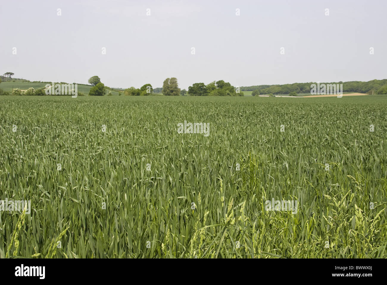 Agriculture Agricultural Agricultures Aestivum Cereals Cereal Landcrop Landcrops Crop Cropping Crops Cultivate Cultivates Stock Photo