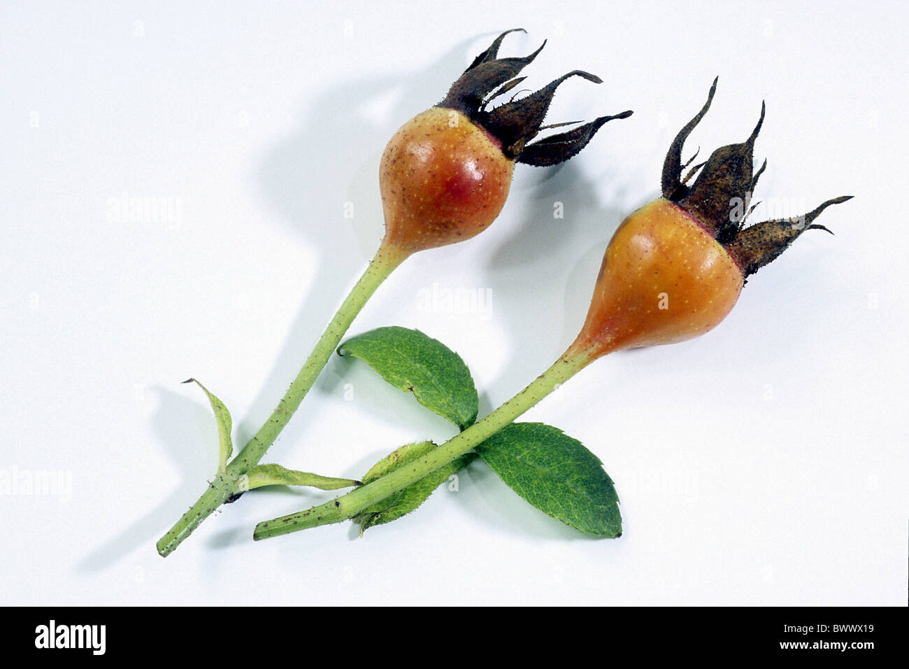Old Garden Rose (Rosa borbonica Great Western), rose hips, studio picture. Stock Photo
