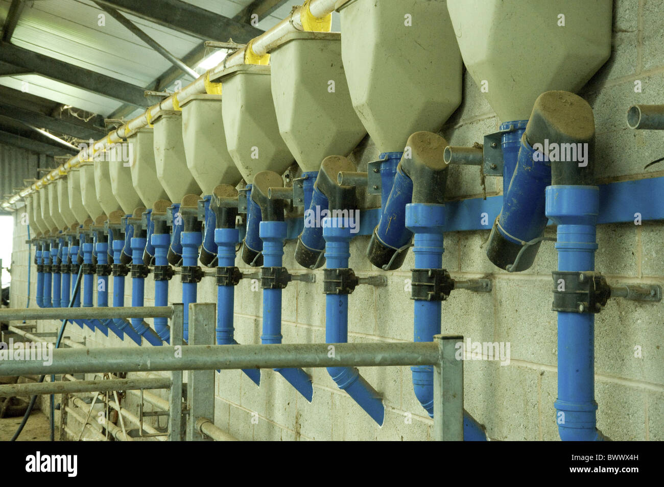 Milking Parlour Feeders Stock Photos Milking Parlour Feeders