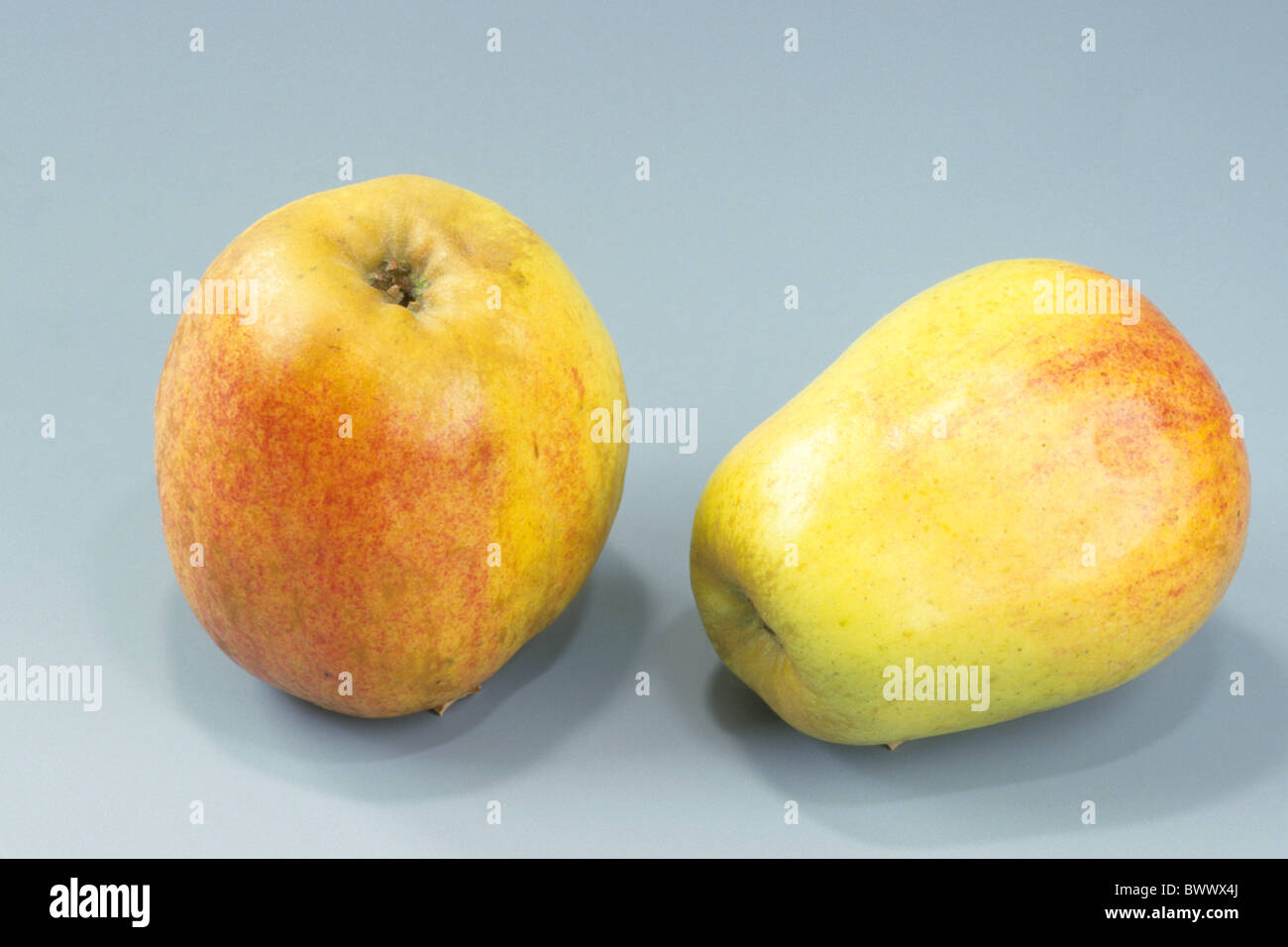 Domestic Apple (Malus domestica), variety: Finkenwerder Herbstprinz, apples, studio picture. Stock Photo