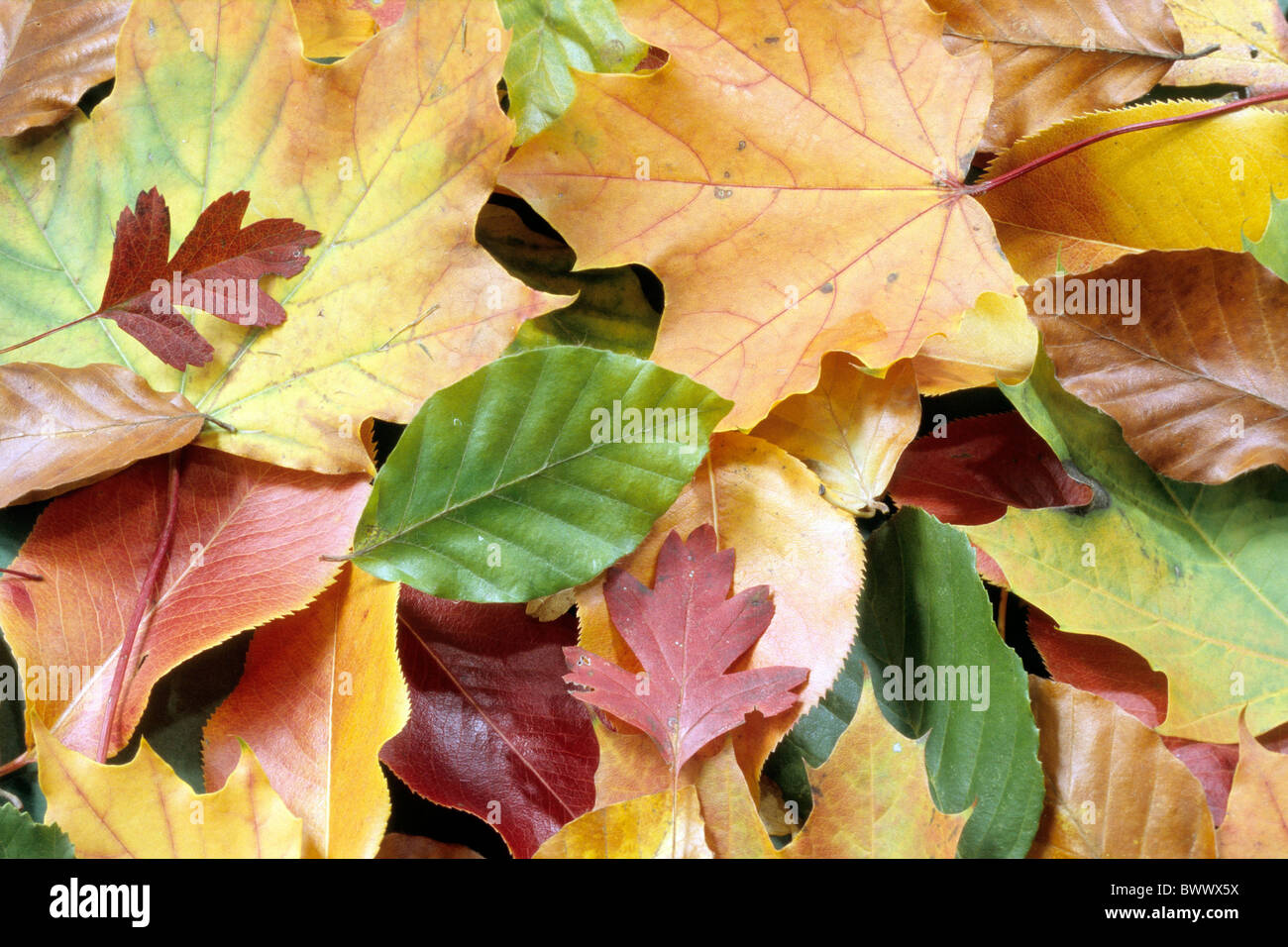 Autumn leaves. Stock Photo