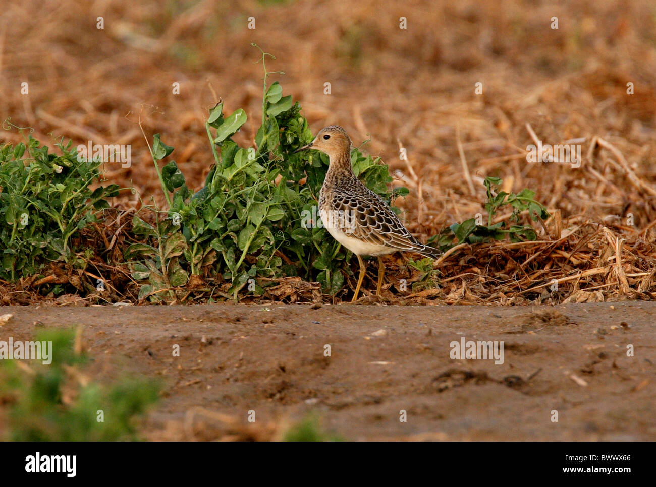Buff-breasted Sandpiper (Tryngites subruficollis) adult, vagrant, standing in pea field, Norfolk, England, september Stock Photo
