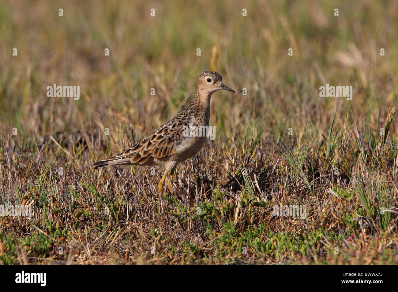 Buff-breasted Sandpiper (Tryngites subruficollis) adult, standing in pampas grassland, Buenos Aires Province, Argentina, january Stock Photo