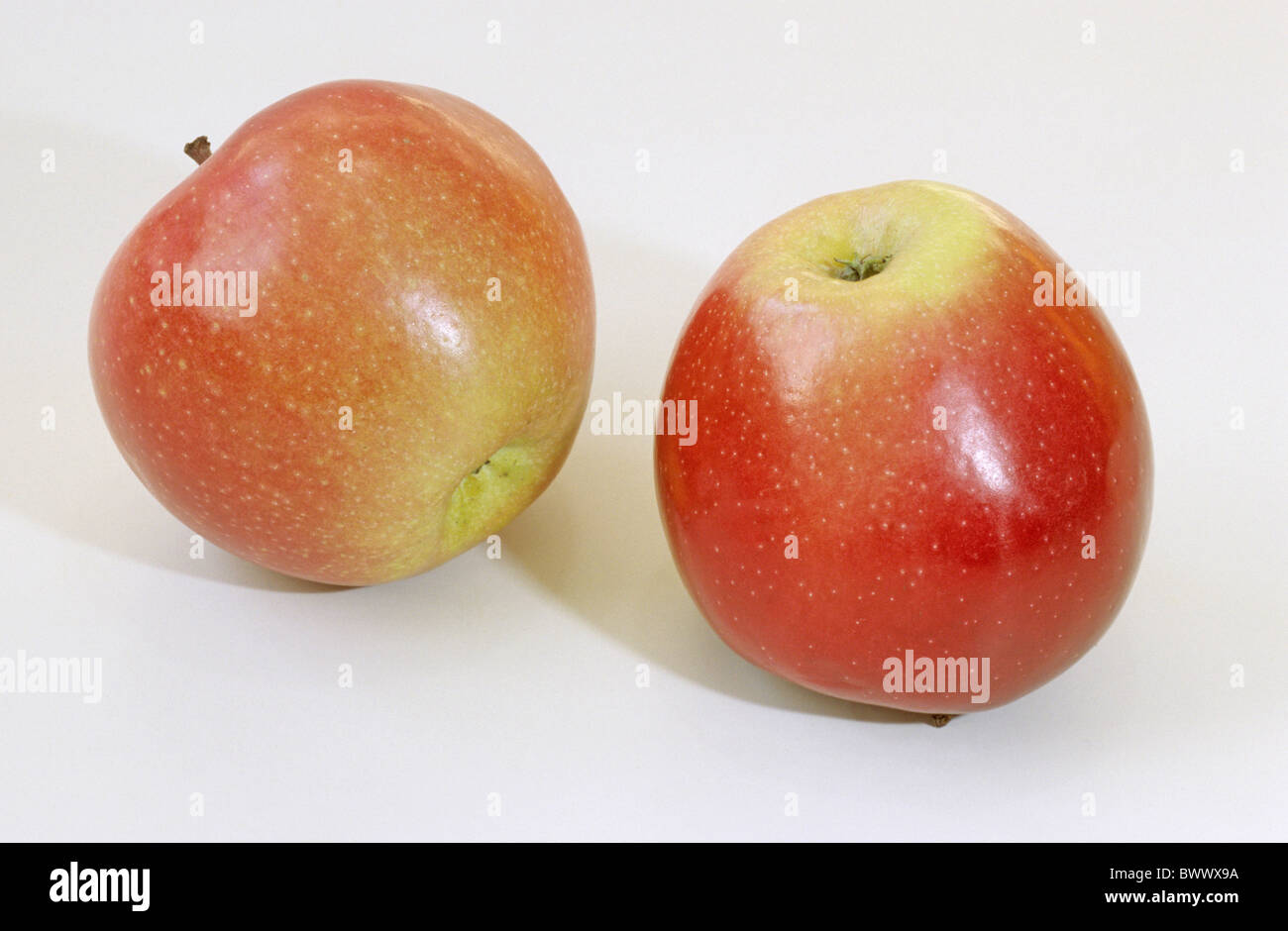 Domestic Apple (Malus domestica), variety: Gloster, fruit, studio picture. Stock Photo