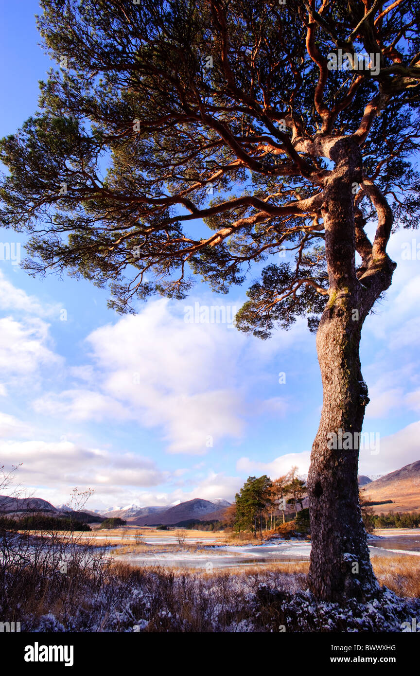 Scots Pine Trees by Loch Tulla, Scotland, UK Stock Photo Alamy