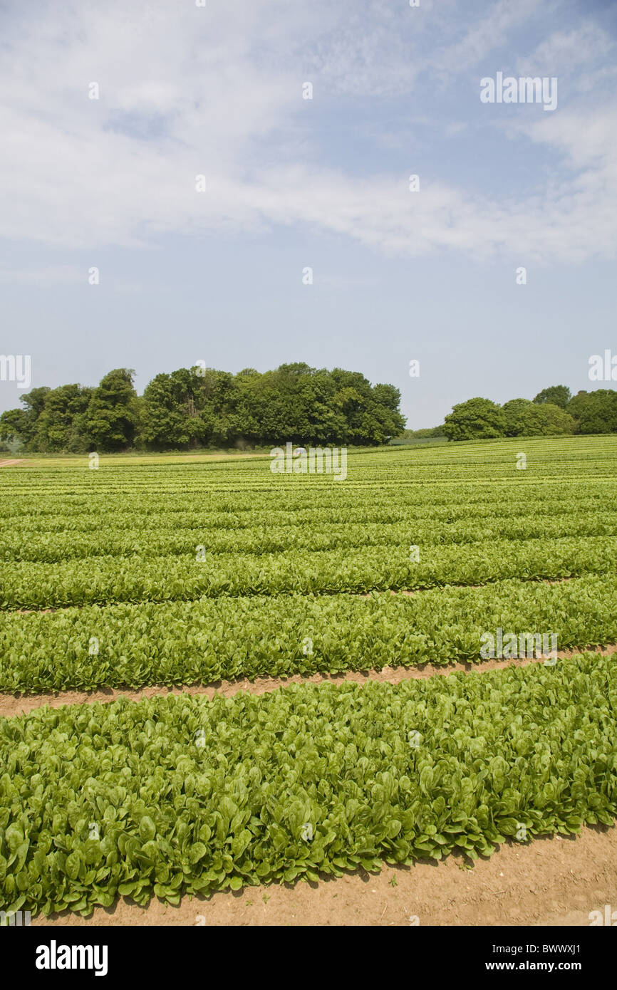 Agriculture Agricultures Agricltural Spinach Spinacia oleracea Leaf Leaves Salad Salads Cultivate Cultivated Landcrop Landcrops Stock Photo