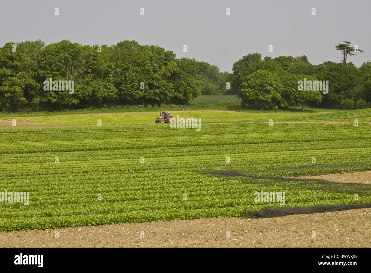 Agriculture Agricultural Agricultures Amaranthaceae Tractor Tractors Topping Landcrop Landcrops Crop Cropping Crops Cultivate Stock Photo