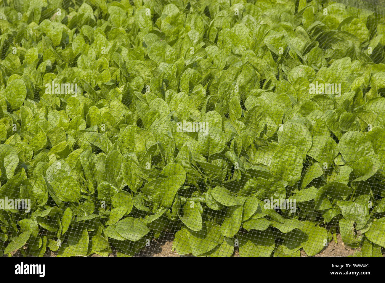 Agriculture Agricultures Agricltural Close up Net Nets Netting Spinach Spinacia oleracea Leaf Leaves Salad Salads Cultivate Stock Photo
