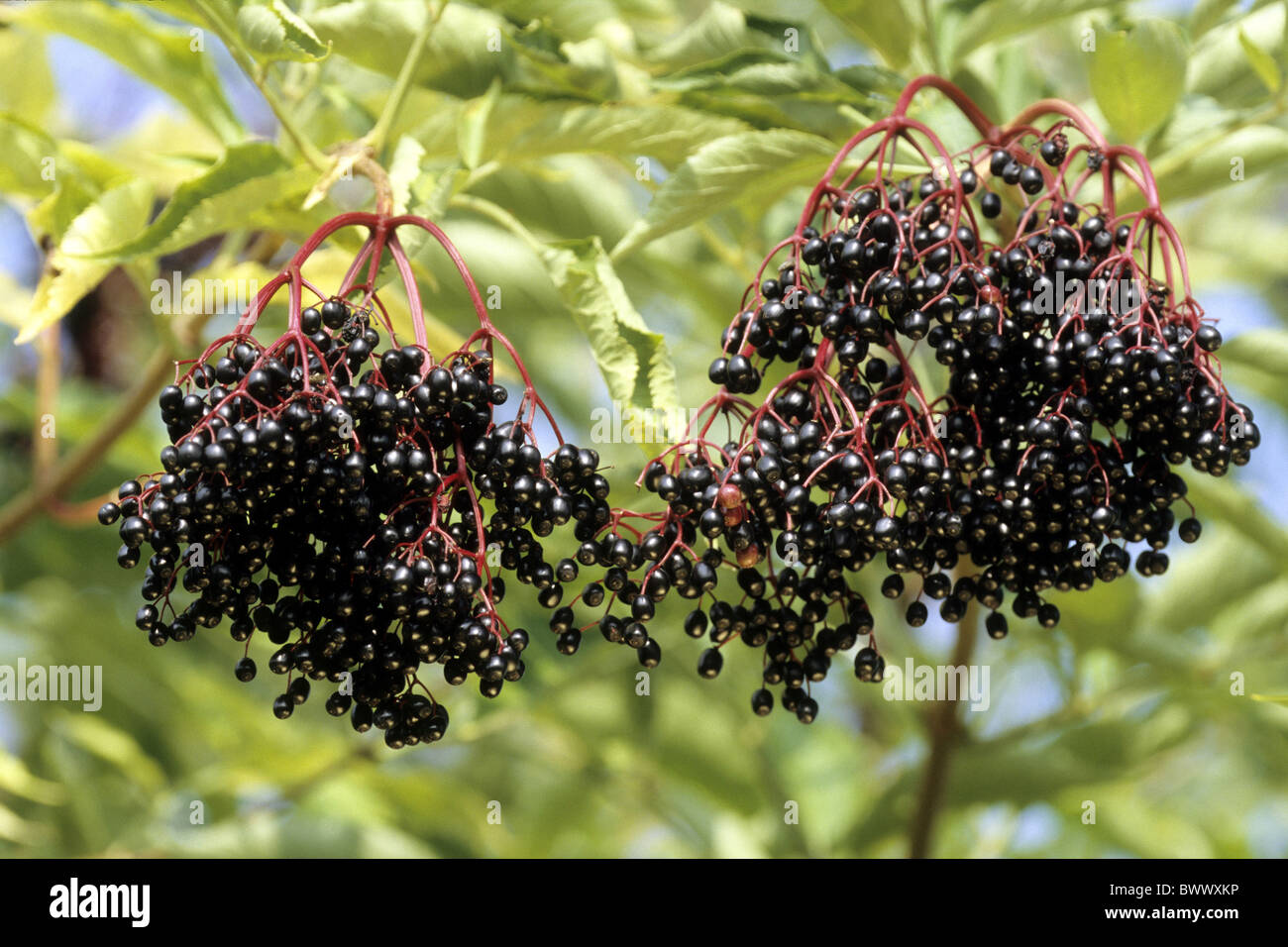 Common Elder, Elderberry (Sambucus nigra), twig with ripe berries. Stock Photo