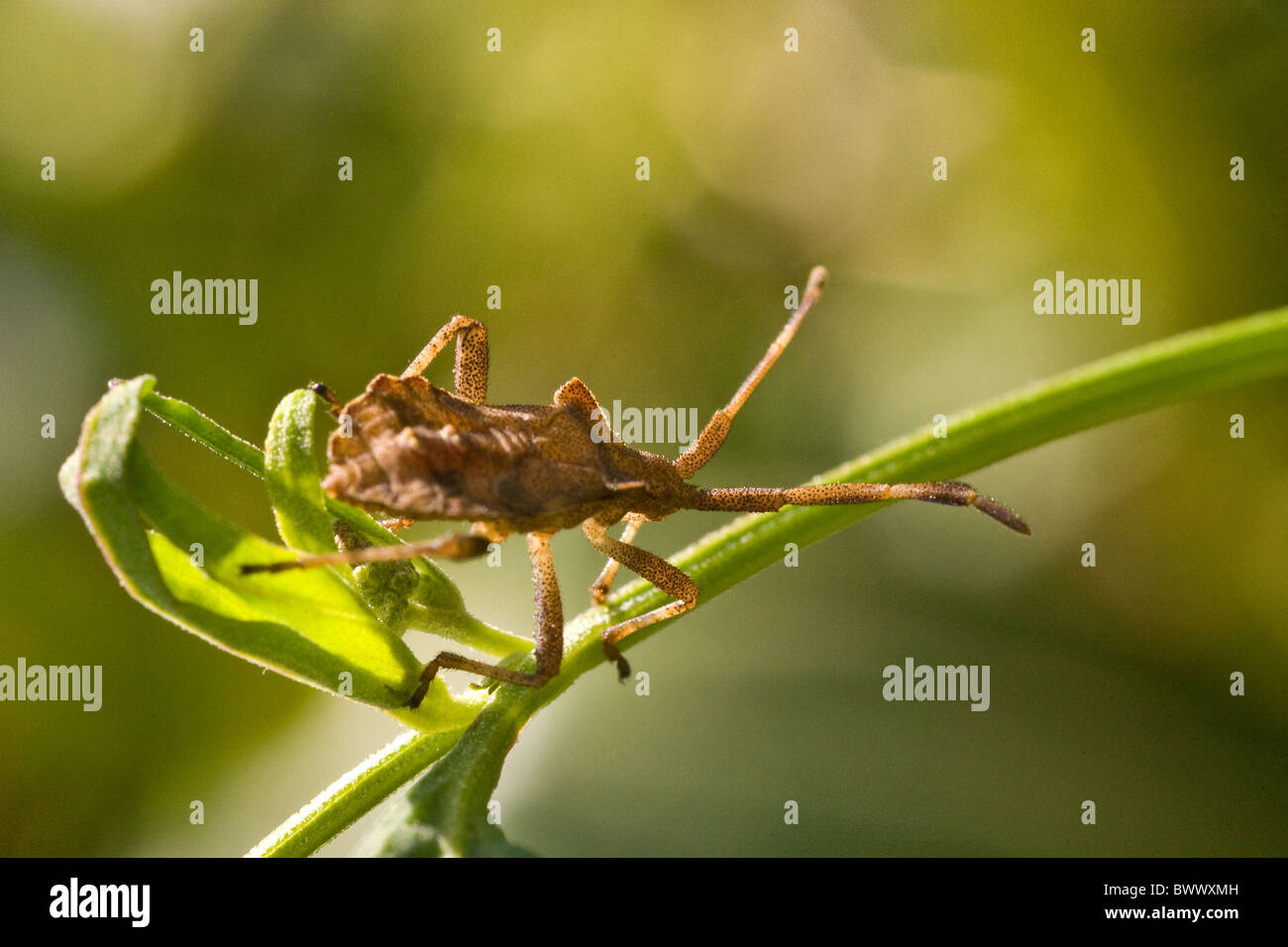 Wood bug Stock Photo Alamy
