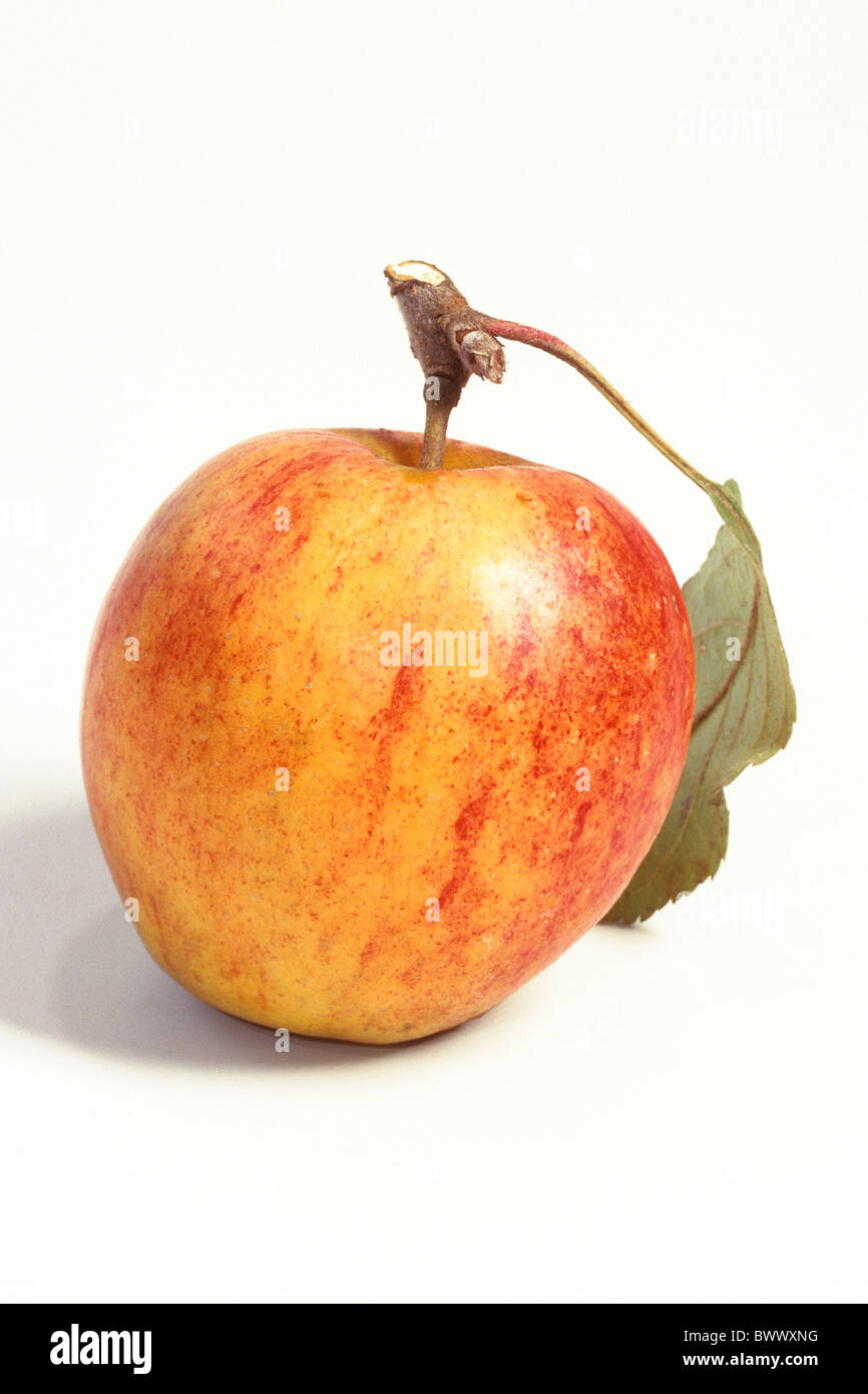 Domestic Apple (Malus domestica), variety: Holsteiner Cox, studio picture. Stock Photo