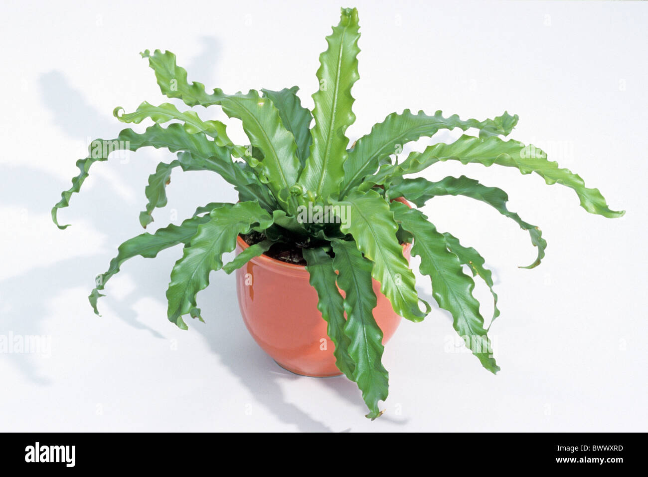 Harts Tongue Fern (Asplenium scolopendrium, Phyllitis scolopendrium), potted plant. Stock Photo