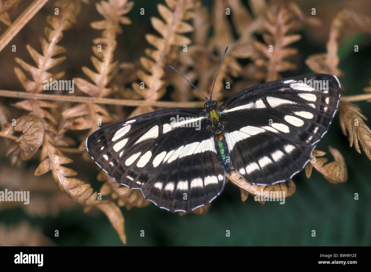 Common glider butterfly High Resolution Stock Photography and Images