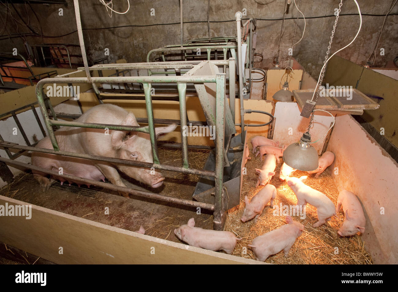 Large White creep farrowing farrowing house lamp piglets pigs farm