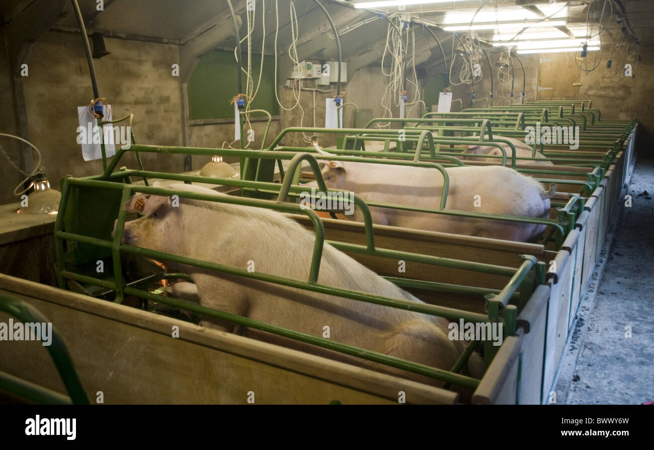 Large White creep farrowing farrowing house lamp piglets pigs farm