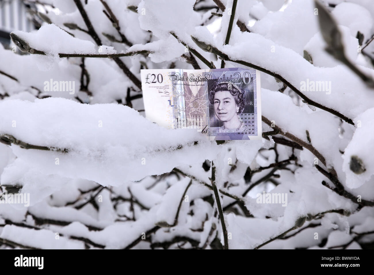 £20 note on a tree covered in snow Stock Photo
