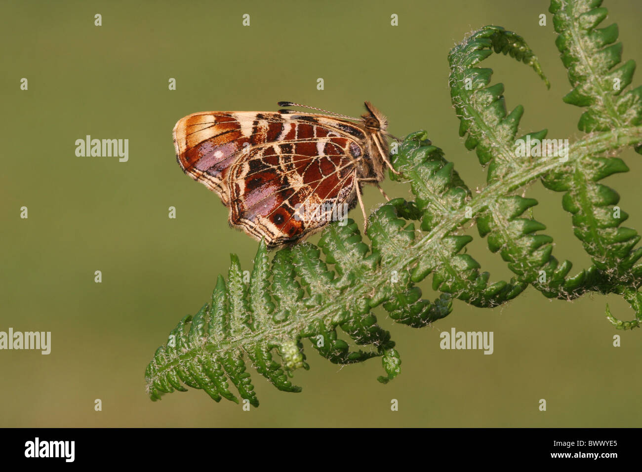 animal animals butterfly butterflies insect insects invertebrate