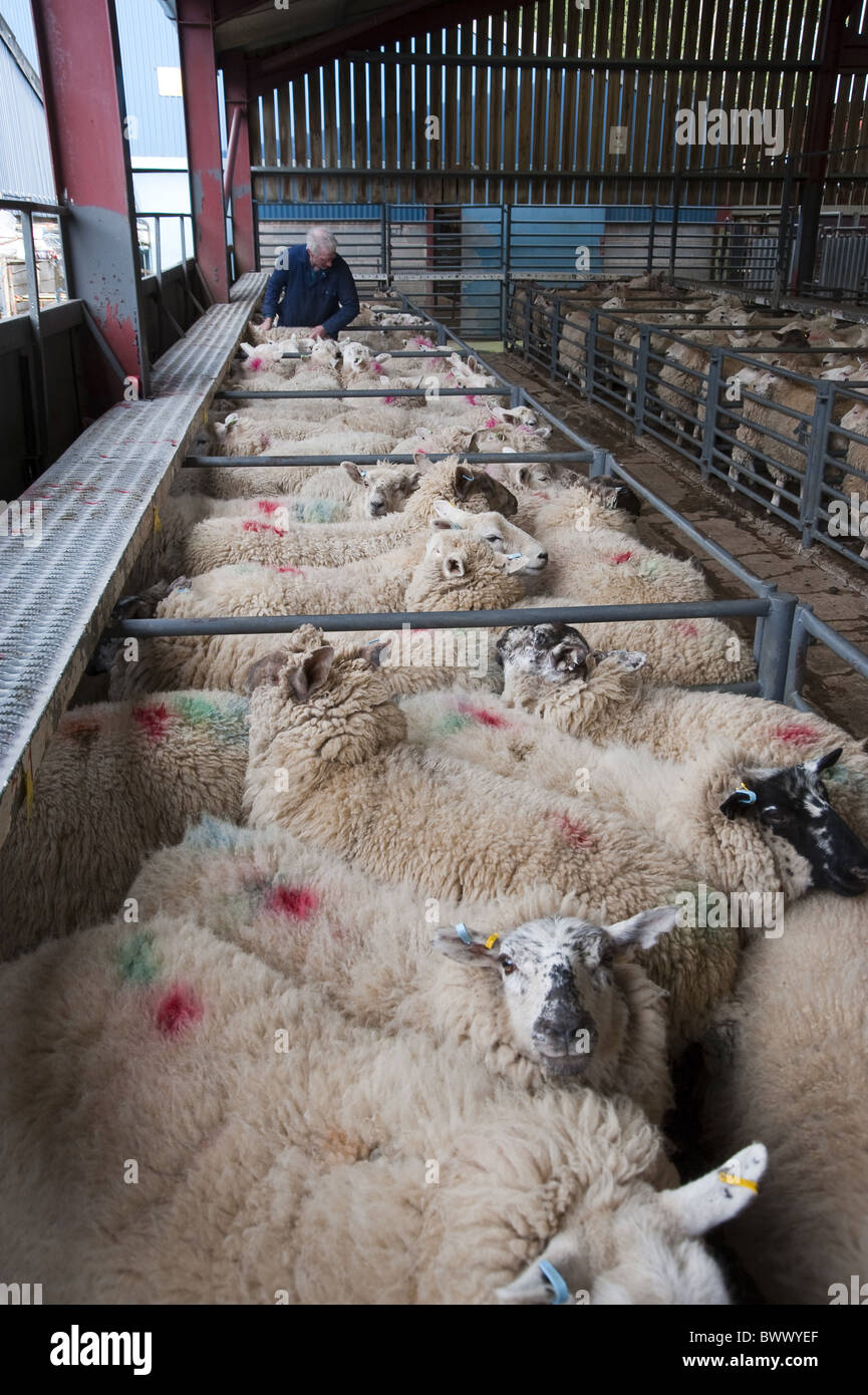 Sheep farming finished lambs livestock market Stock Photo Alamy
