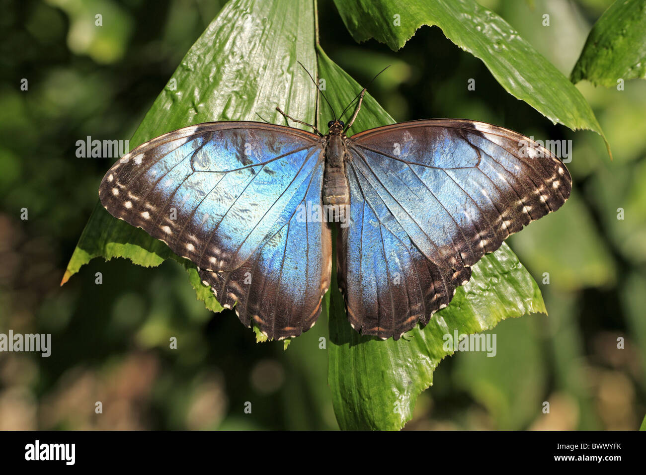 Imago animal animals butterfly butterflies insect insects invertebrate ...