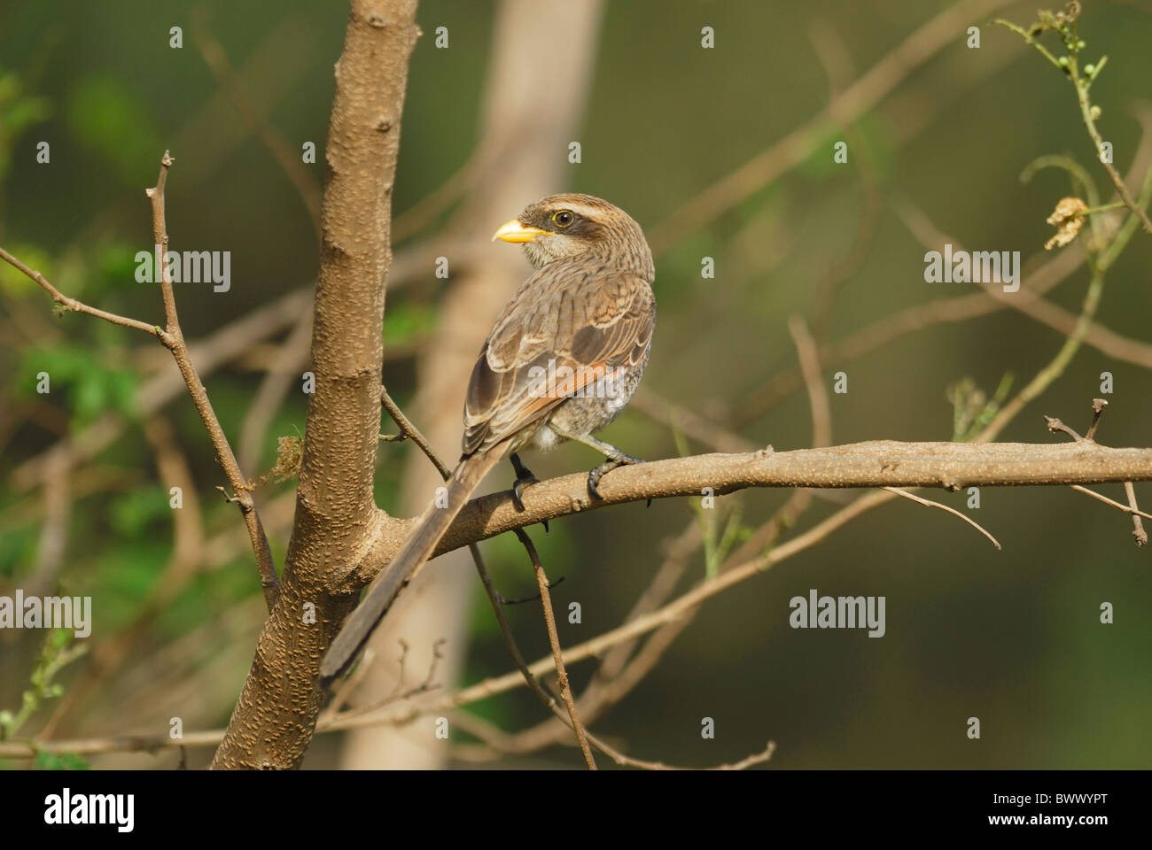 Yellow-billed Shrike Corvinella corvina) adult, perched on branch in resort grounds, Gambia, april Stock Photo