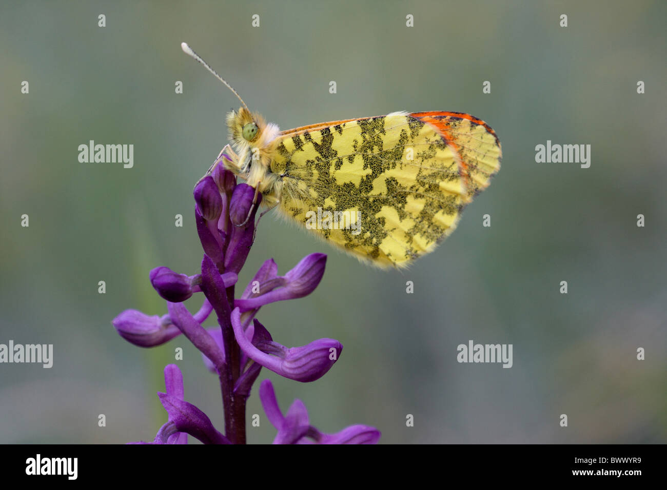 Eastern Orange-tip (Anthocharis damone) adult male, roosting on Green-winged Orchid (Orchis morio), Mount Etna, Sicily, Italy, Stock Photo