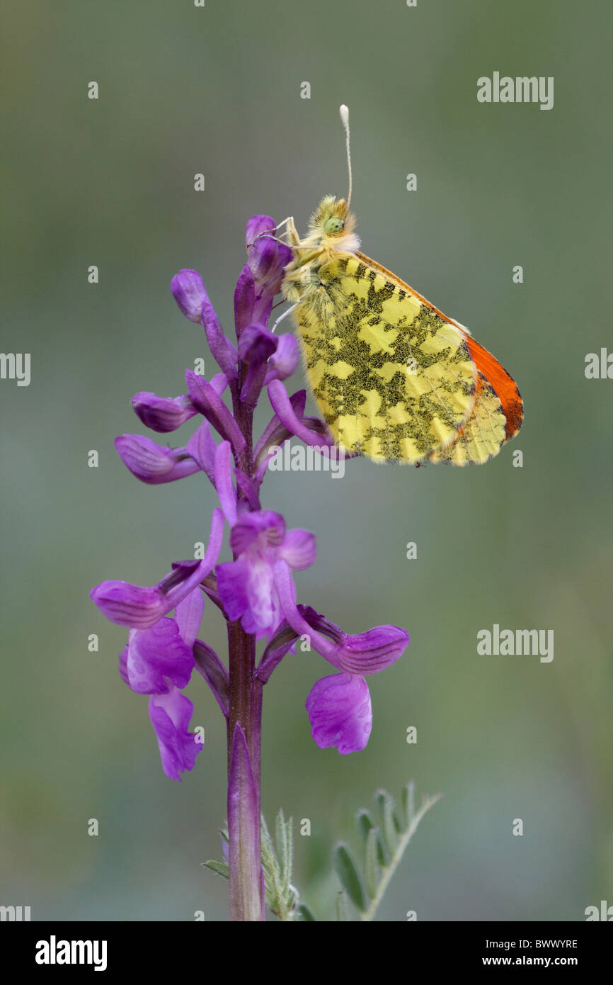 Eastern Orange-tip (Anthocharis damone) adult male, roosting on Green-winged Orchid (Orchis morio), Mount Etna, Sicily, Italy, Stock Photo