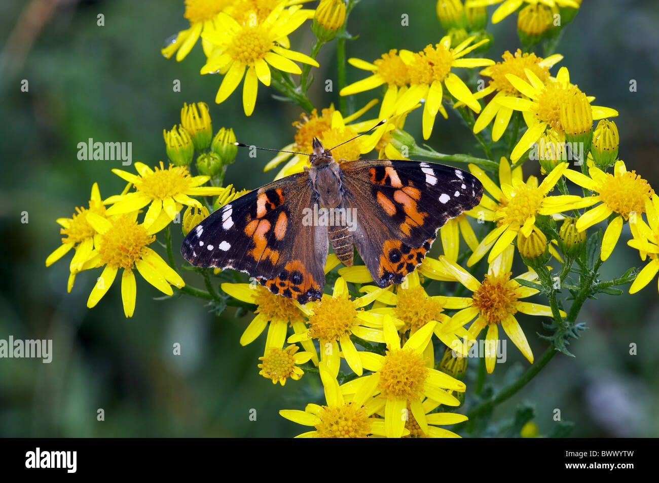 animal animals butterfly butterflies insect insects invertebrate invertebrates arthropod