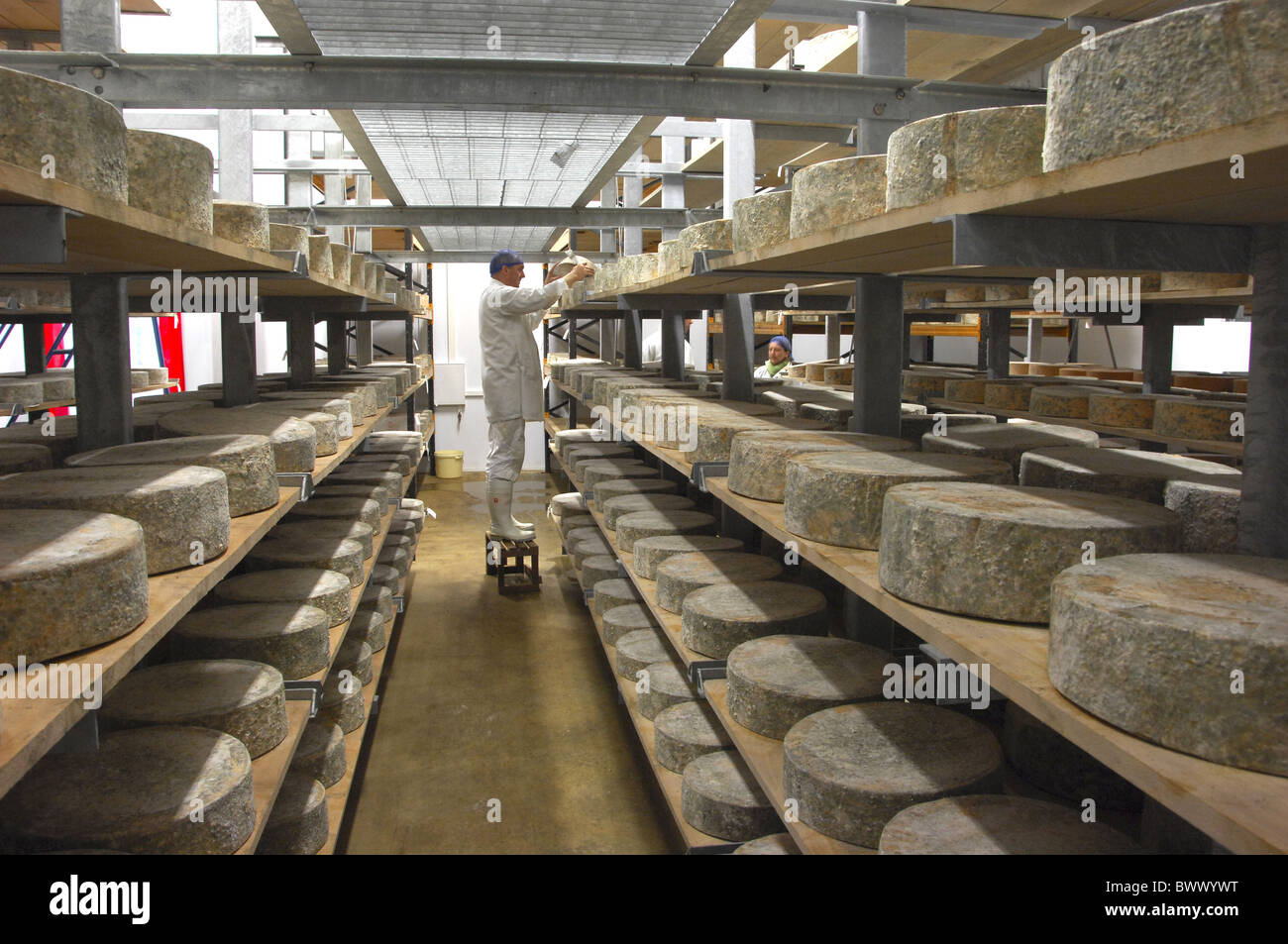 Worker turning Red Leicester cheese wheels cheese Stock Photo Alamy