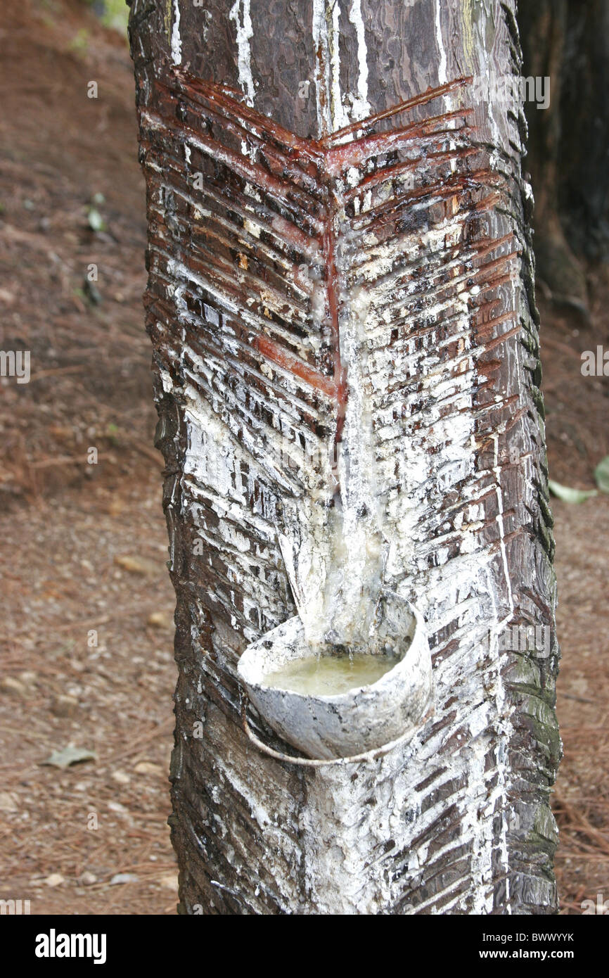Tapping Pine Pinus sp. tree trunk for resin Sri Stock Photo