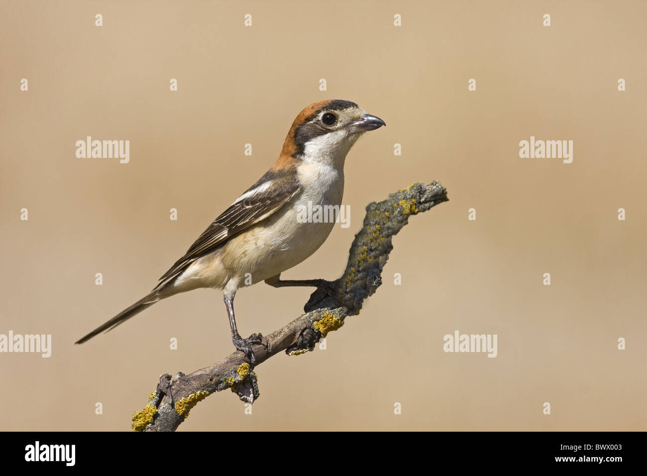 Woodchat Shrike (Lanius senator) adult female, perched on twig, Spain Stock Photo