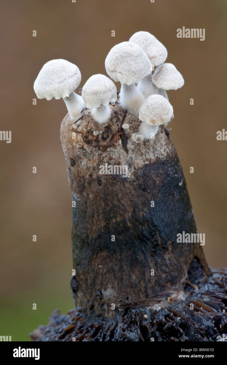 The rare Parasitic fungi Asterophora parasitica Stock Photo